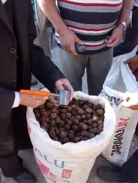 Ceviz Piyasası da Hareketlendi