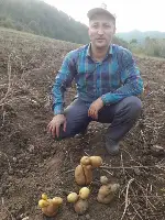 Patates Hasadı Başladı: