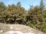 İlçe Mezarlığı İstinat Duvarı ile Çevriliyor.