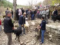 Kurbanlar Kesildi...