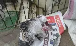 Taraklı'da Hindi Satışları Başladı