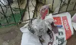 Taraklı'da Hindi Satışları Başladı