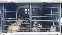 TARAKLI’DA TEHLİKE SAÇAN BAŞIBOŞ KÖPEKLER TOPLANMAYA BAŞLADI. 