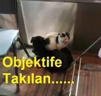 Objektife Takılan....