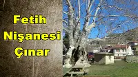 7 Asırlık Çınar Ağacı