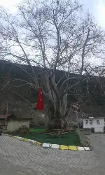 Tarihi Çınar Ağacı Çevre Düzenlemesi için Proje Çalışması