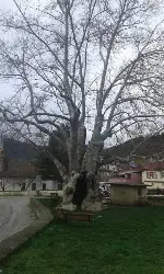Tarihi Çınar Ağacı Çevre Düzenlemesi için Proje Çalışması