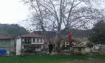 Tarihi Çınar Ağacı Çevre Düzenlemesi için Proje Çalışması