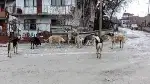 Nereden Geliyor Bu Başıboş Köpekler?