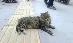 Haftalar Sonra Geri Geldi