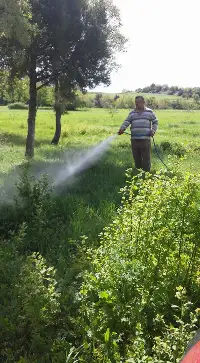 Mezarlıkta Zararlı Otlarla Mücadele