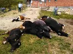 Elektrik Akımına Kapılan 7 İnek Telef Oldu: