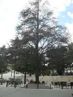 Allah Rızası için Ağaçlara İlgi