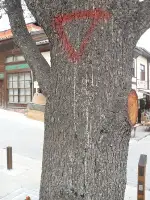 Allah Rızası için Ağaçlara İlgi