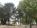 Allah Rızası için Ağaçlara İlgi