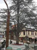Allah Rızası için Ağaçlara İlgi