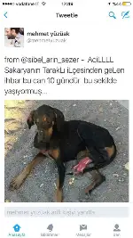 Yaralı Köpek Yardım Bekliyor