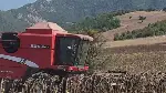 Duman Mahallesi ve Yöresinde Ayçiçeği Hasadı Yapıldı