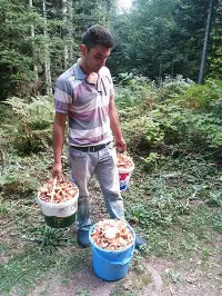 Kanlıca Mantarı Taraklı’da Çıktı Kilosu 15 TL