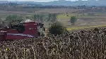 Duman Mahallesi ve Yöresinde Ayçiçeği Hasadı Yapıldı