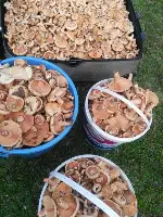 Kanlıca Mantarı Taraklı’da Çıktı Kilosu 15 TL