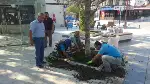 Meydan'da Çimlendirme Çalışması