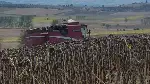 Duman Mahallesi ve Yöresinde Ayçiçeği Hasadı Yapıldı