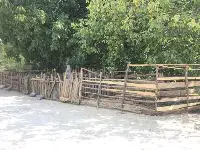 Kurbanlık Hayvan Satışları Flamingo Yolunda