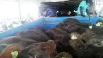 GENÇ ÇİFTÇİLER HAYVANLARINA KAVUŞTU