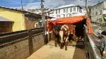 GENÇ ÇİFTÇİLER HAYVANLARINA KAVUŞTU