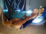 Tavandaki Alçıpenler Döküldü 6 yaralı.