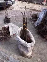 Pazarda Fidan Satışları Rağbet Görüyor