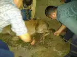 Taraklı’da Yaralı Geyik Bulundu