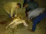 Taraklı’da Yaralı Geyik Bulundu