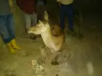 Taraklı’da Yaralı Geyik Bulundu