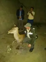 Taraklı’da Yaralı Geyik Bulundu
