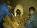Taraklı’da Yaralı Geyik Bulundu
