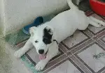Kayıp Köpeğini 10 gündür Arıyor