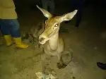 Taraklı’da Yaralı Geyik Bulundu