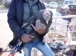 Taraklı'da Hindi Satışları Başladı