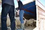 Küçükbaş Hayvan Dağıtımı Yapıldı