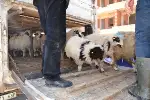 Küçükbaş Hayvan Dağıtımı Yapıldı