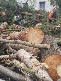 ESKİ SAĞLIK OCAĞI BAHÇESİNDEKİ AĞAÇLAR KESİLDİ.
