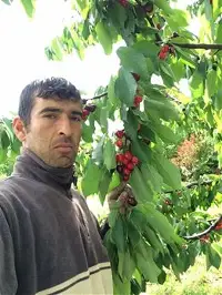 Hacıyakup Mahallesi'nde Kiraz Hasadı Başladı 