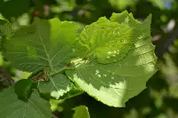 FINDIK BAHÇELERİNDE KÜLLEME KONTROLÜ