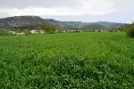 YEM BİTKİLERİ KONTROLERİ BAŞLADI