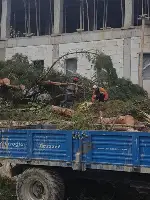 ESKİ SAĞLIK OCAĞI BAHÇESİNDEKİ AĞAÇLAR KESİLDİ.