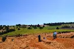 BİÇERDÖVER HASAT KONTROLLERİ BAŞLADI