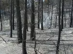 Yazık Oldu... 