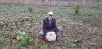 Tarladaki Kabakları Gören Şaşırıyor